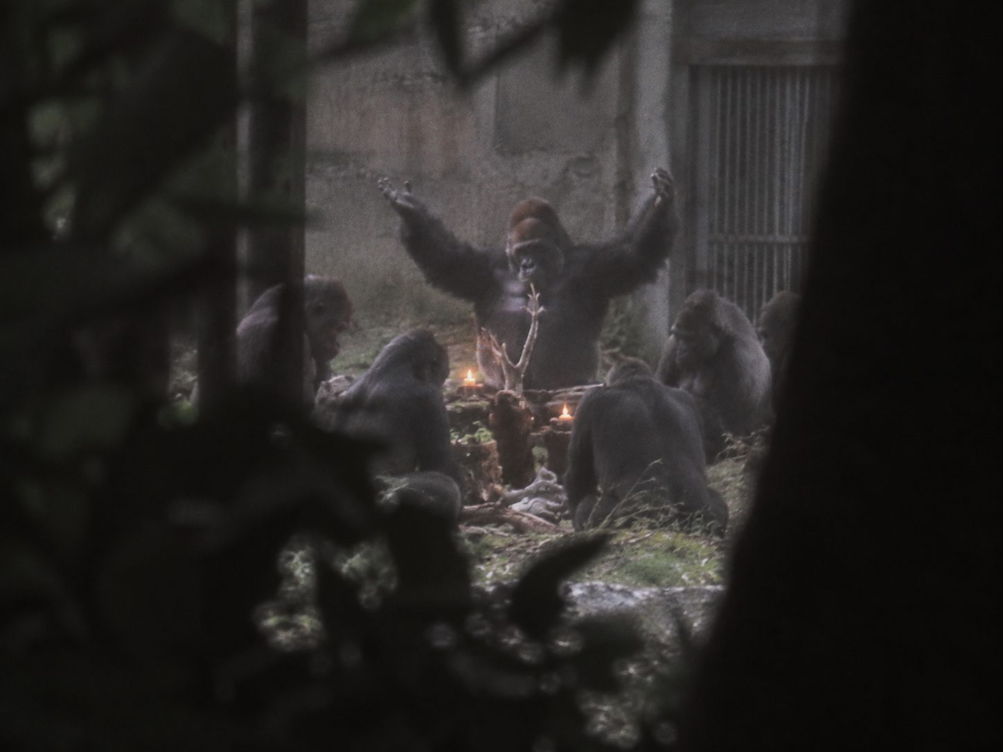 Grisio raises his arms before a circle of gorillas around a candle-lit altar