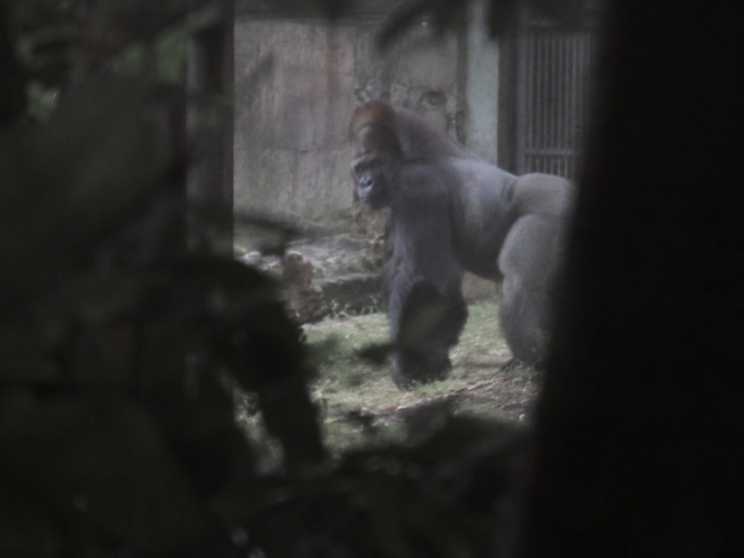 Grisio, a silverback gorilla, stares directly at the hidden photographer through foliage